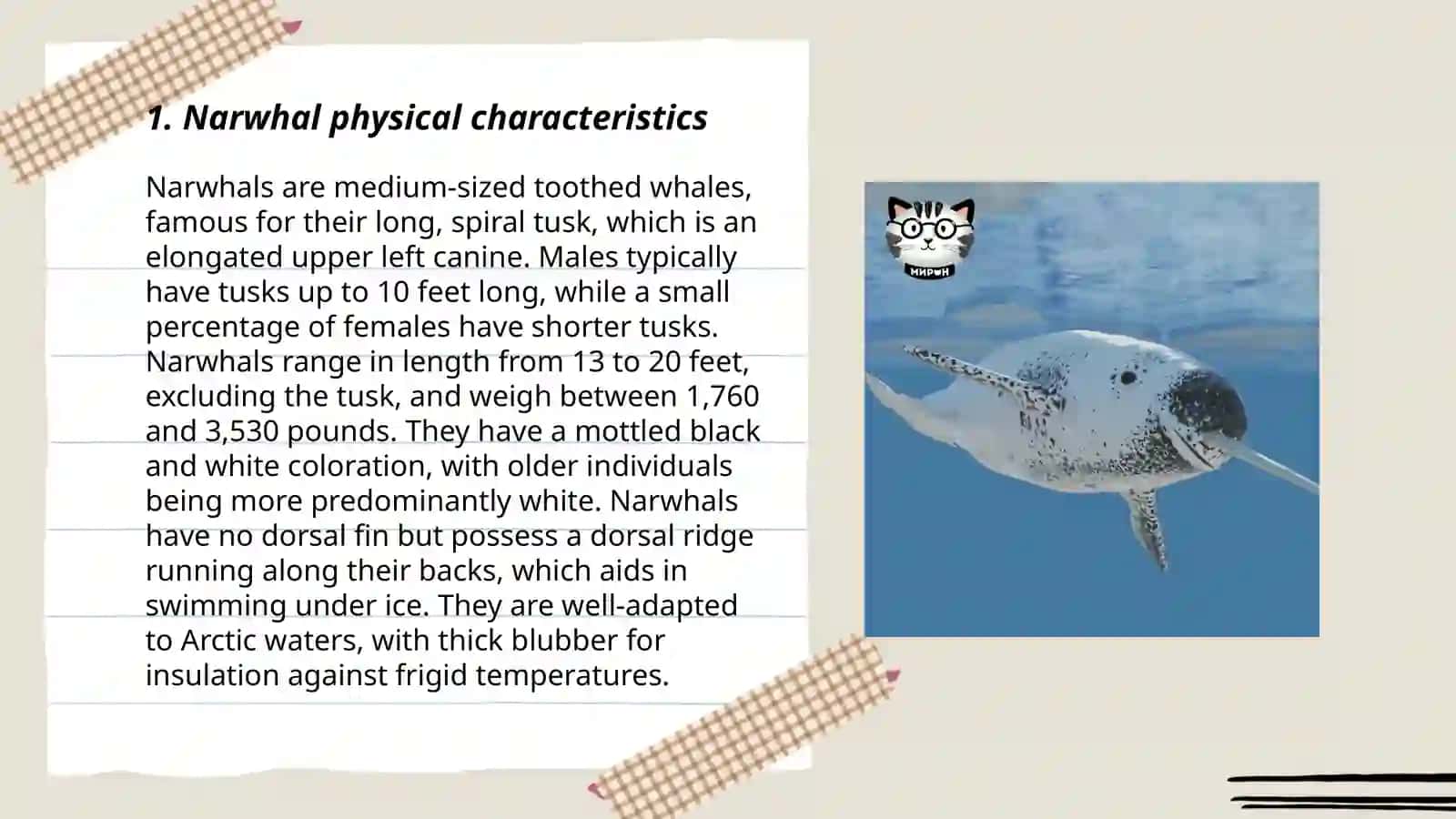 Narwhal hayvoni haqida ma'lumot 3