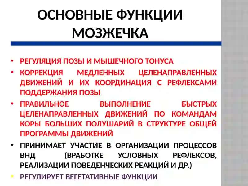 Физиология мозжечка 3