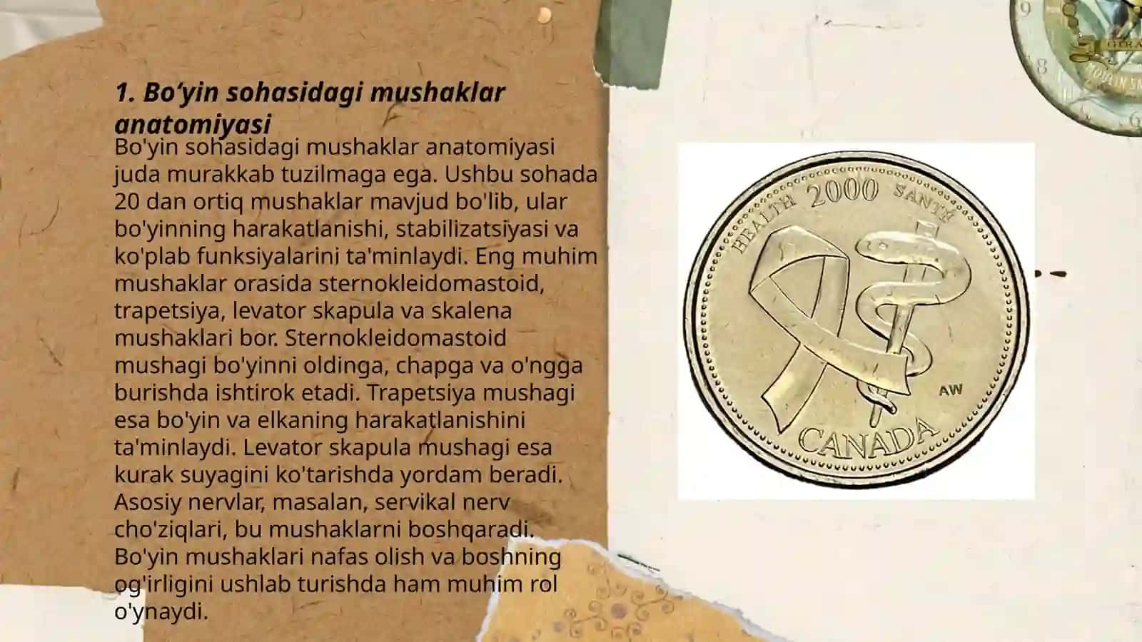 Boʻyin sohasidagi muskullar 3