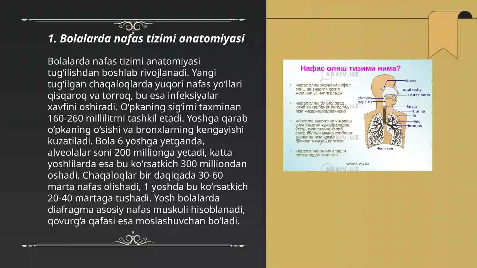 Bolalarda nafas tizimi anatomiyasi 3