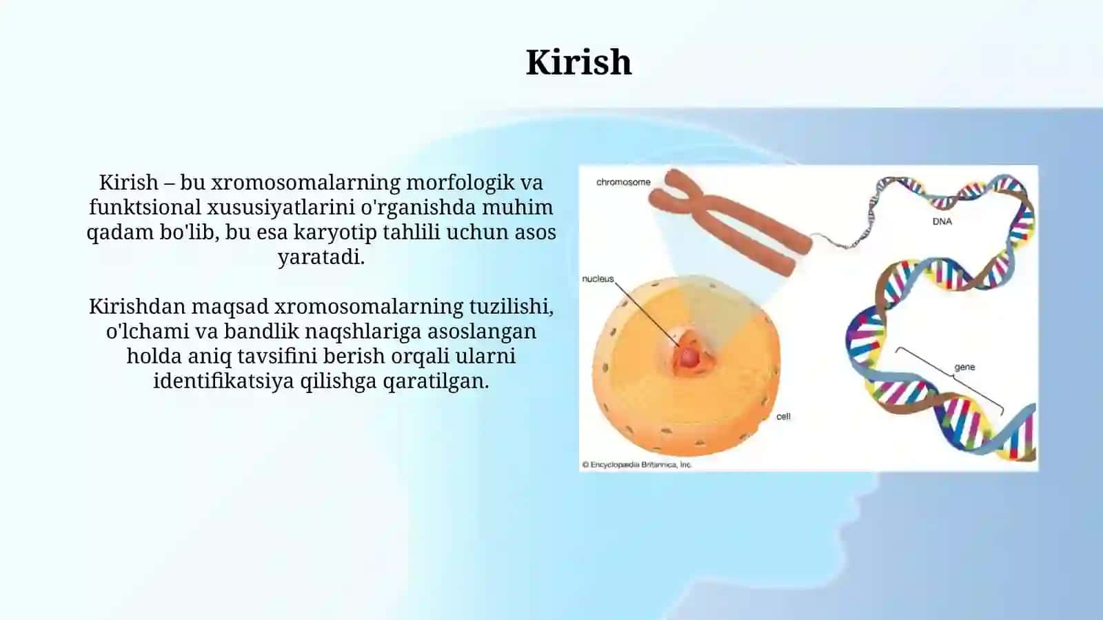 Odam xromosomalarining morfofunksional xususiyatlari 3