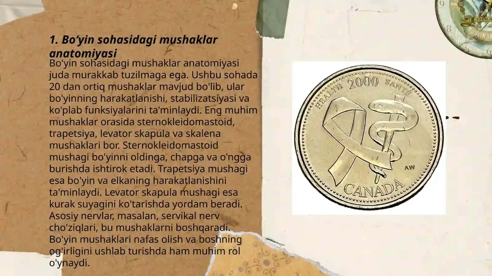 Boʻyin sohasidagi muskullar 3