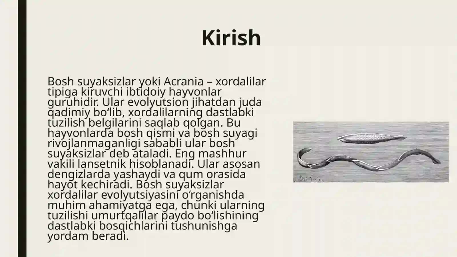 Bosh suyaksizlar-Acrania kenja tipi 3