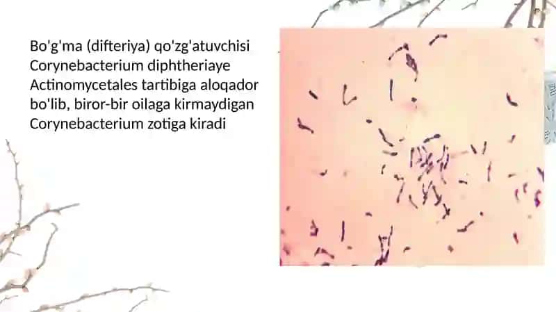 tibbiyotga oid prezentatsiya 3