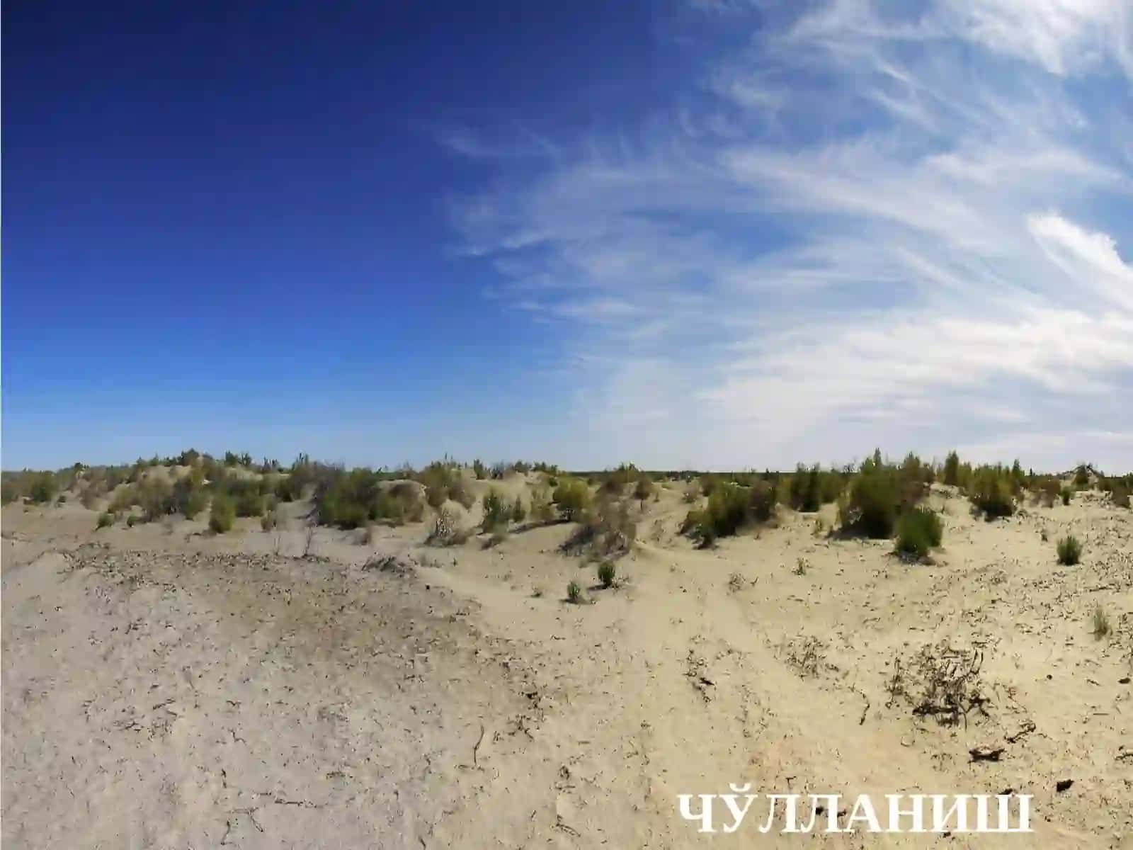 Чўлланиш жараёни: ўсимликлар дунёсига таъсири 3