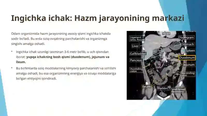 Ingichka ichakda hazm fiziologiyasi 3