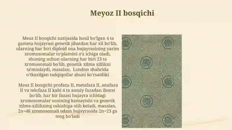 Meyoz II bosqichi 3