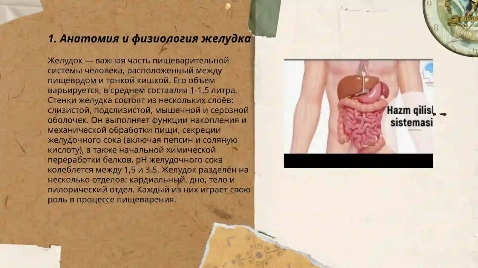 Oshqozon organiga ruscha slayd 3
