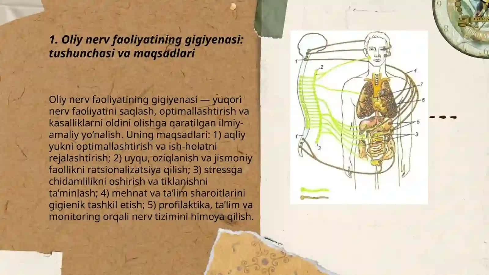 Oliy nerv faoliyatining gigiyenasi 3