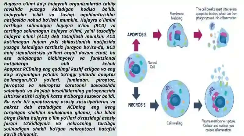 Apoptoz va Nekroz 3
