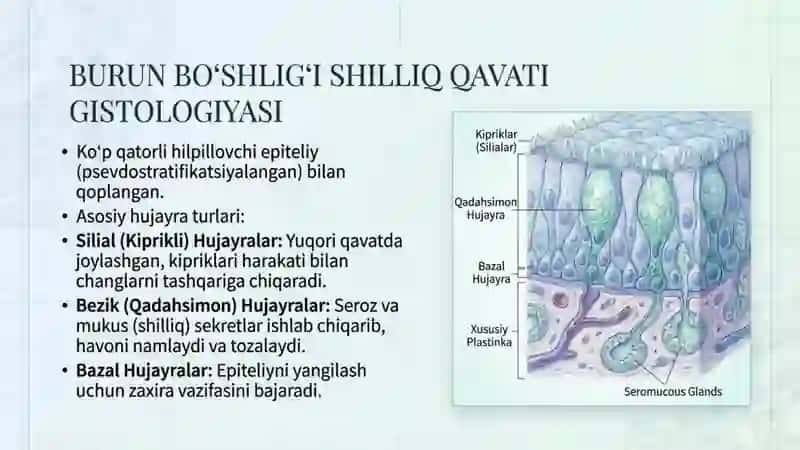 havo oʻtkazuv yoʻllari Gistologiyasi 3