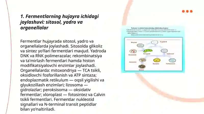 Fermantlarning hujayrada joylashuvi. Nukleotedlar 3