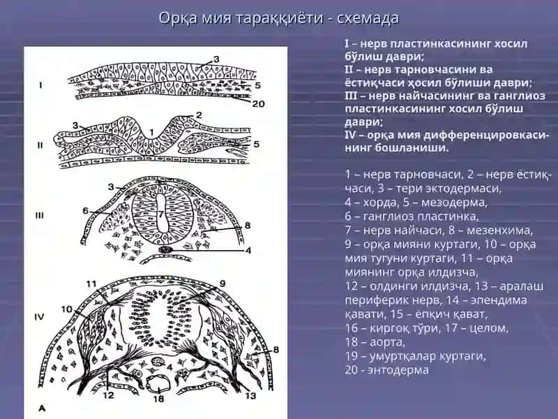 НЕРВ ТИЗИМИ,СЕЗУВ АЪЗОЛАРИ 3
