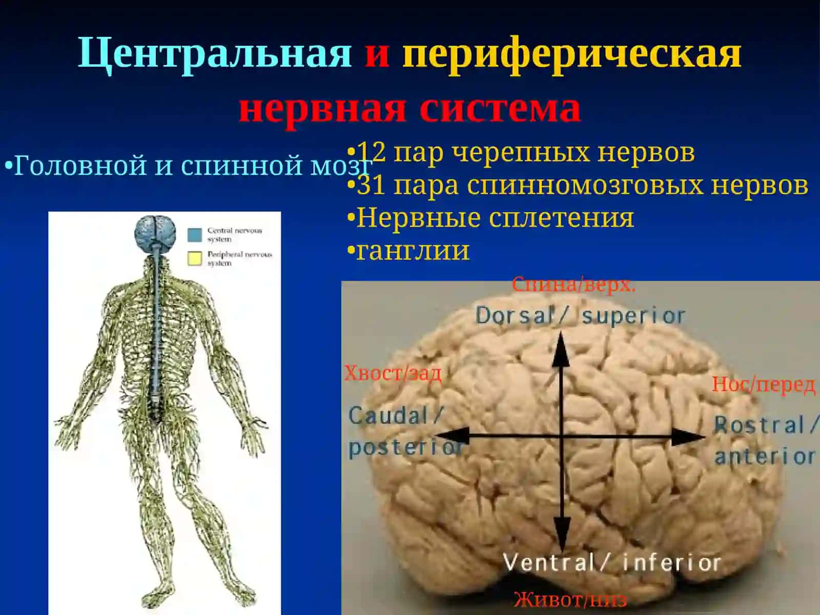 Нейрофизиология 3