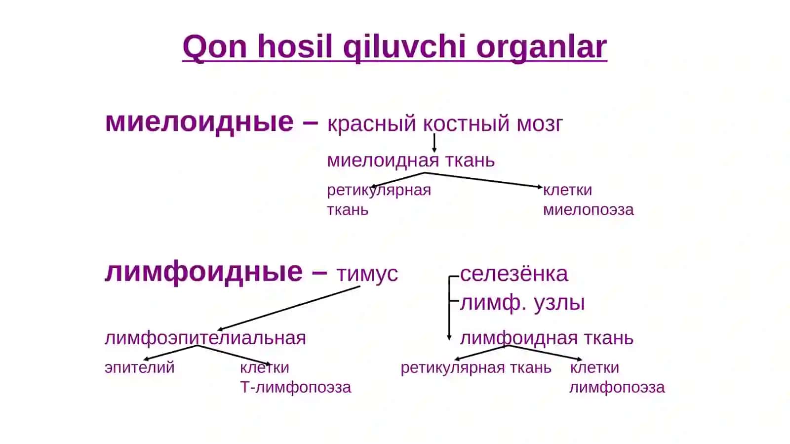 Тимус вафабрицияси 3