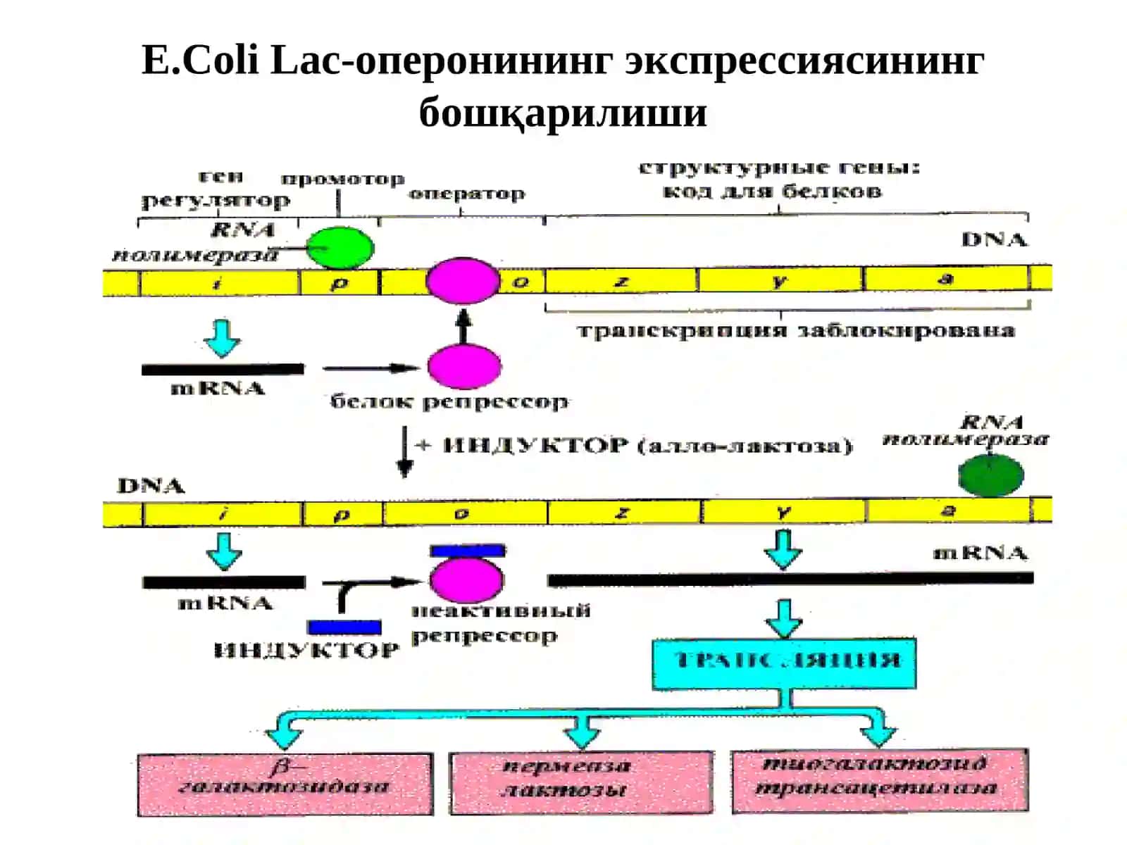 Мавзу: Мутациялар ва канцерогенез 3