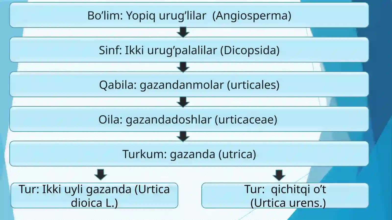 Gazandadoshlar(Urticaceae)oilasi 3