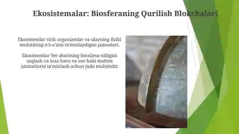 Yerning geografik qobig‘i. Biosfera 3