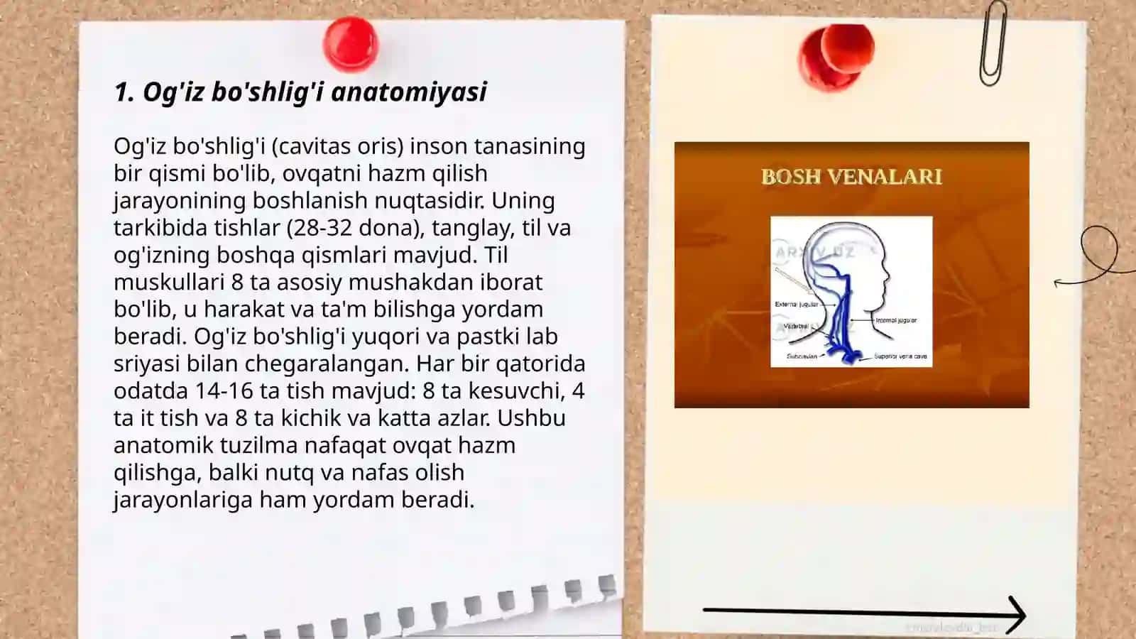 Hazm qilish anatomiyasi 3