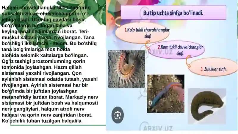 Halqali chuvalchanglar (Annelida) tipi 3