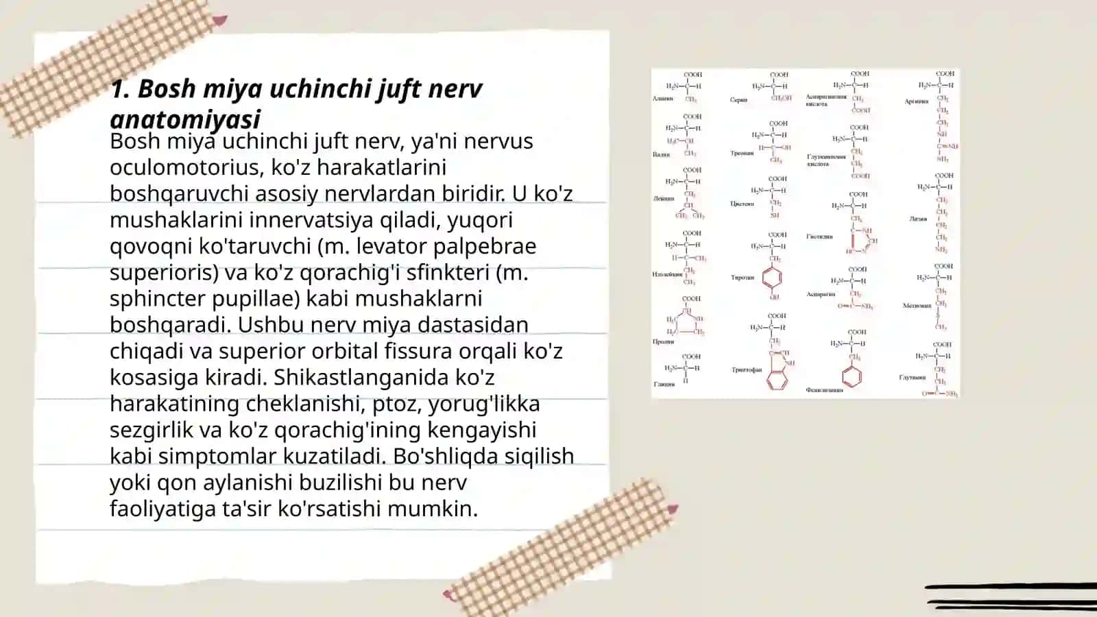 Bosh miya uchinchi juft nerv 3