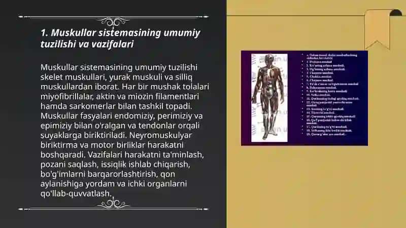 Muskullar sistemasi 3