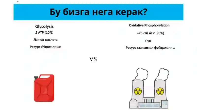 Биологик оксидланиш. Митохондрия. 3