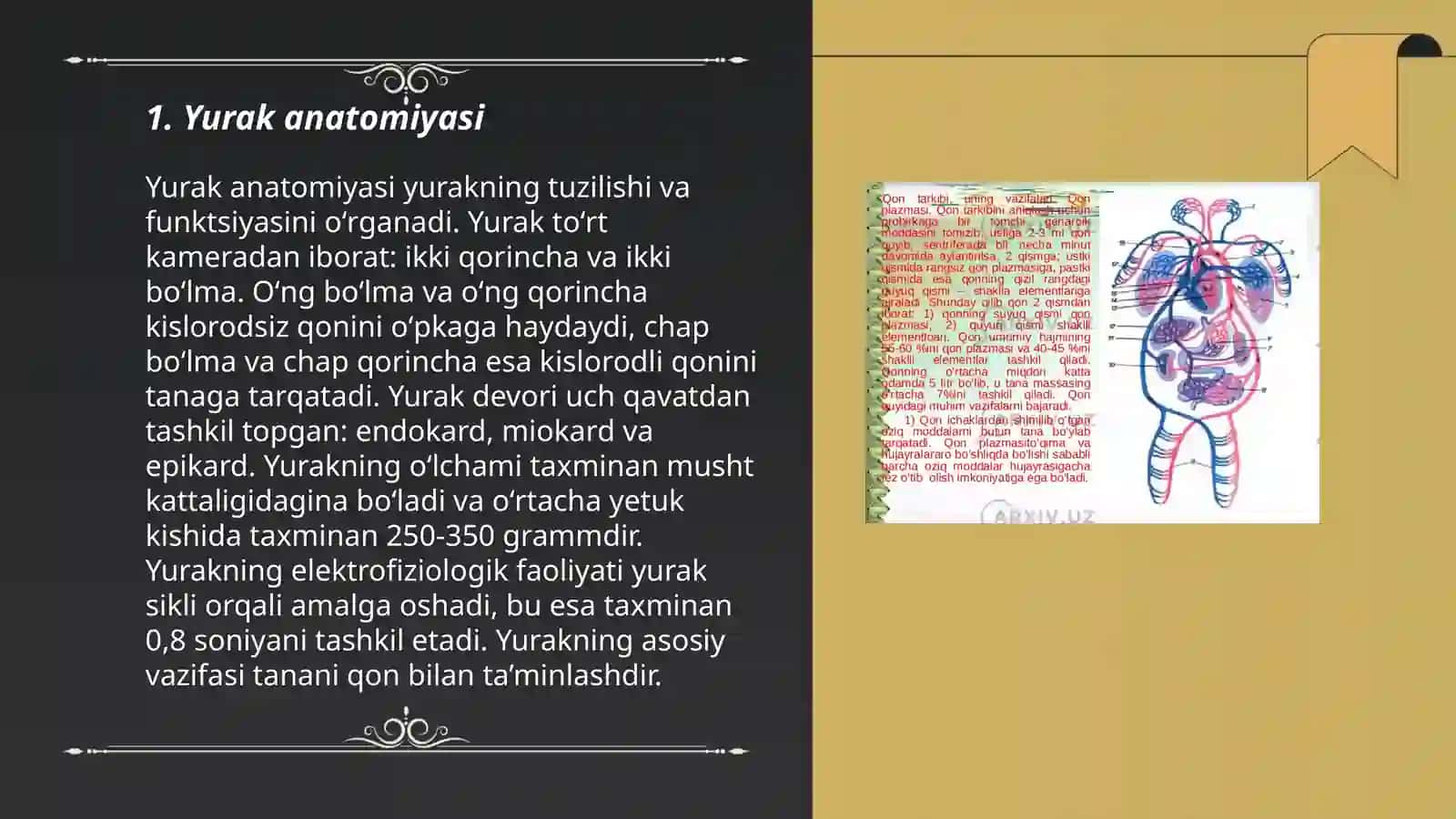 Yurak tashqi va ichki tuzilishi 3