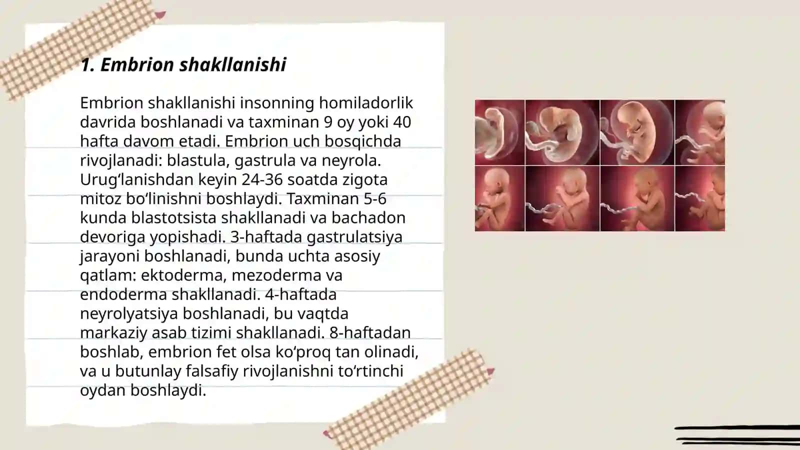 Odam embriologyasi 3