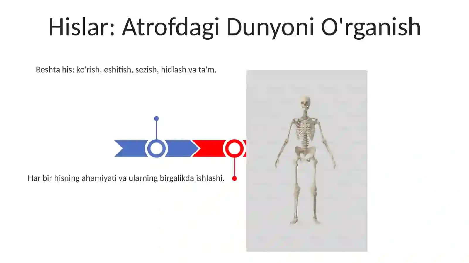 Inson aʼzolarini oʻrganish 3