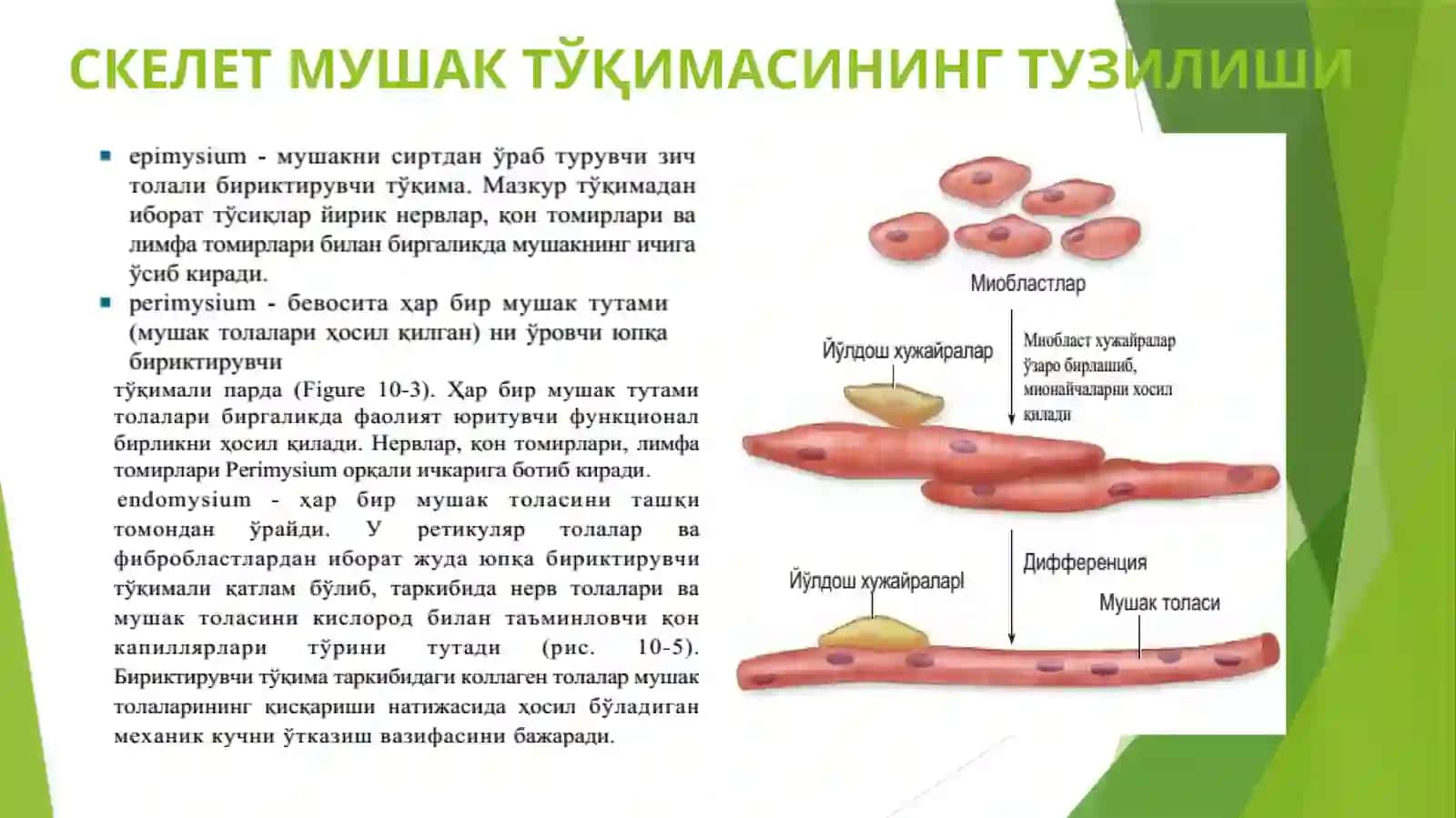 Mushak tўqimasi, 3