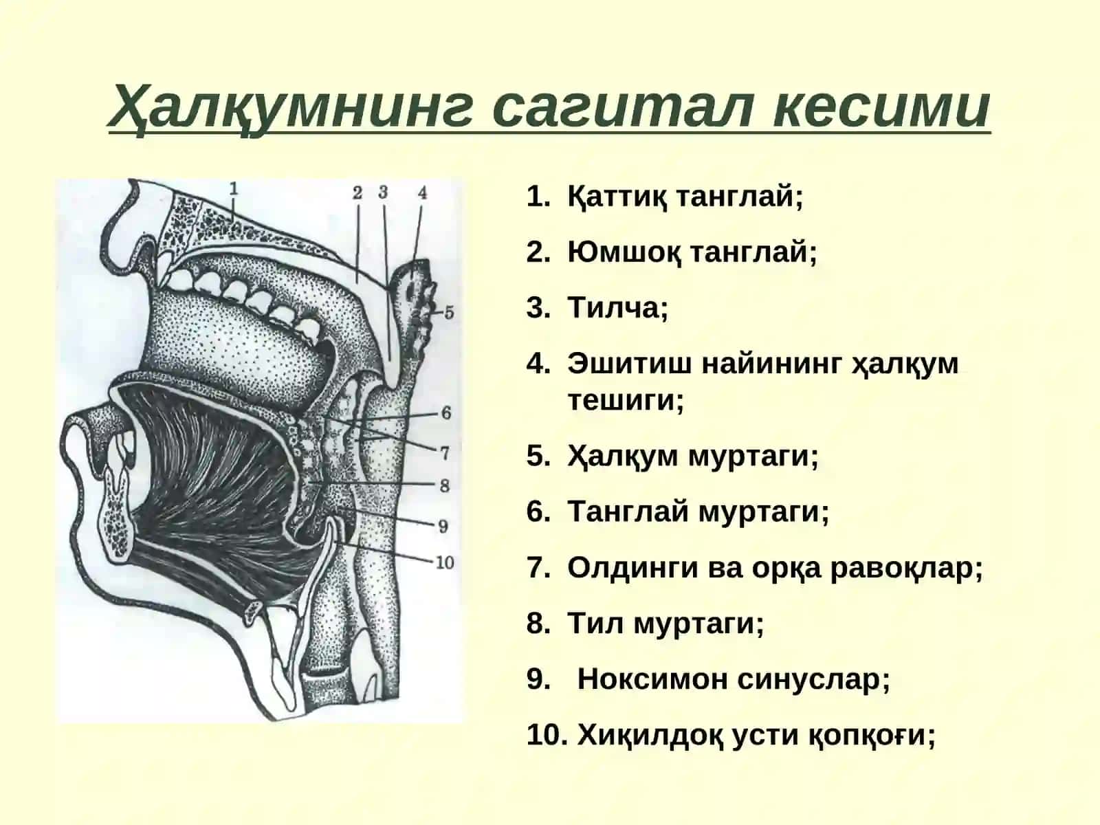 Острые и хронические заболевания глотки 3