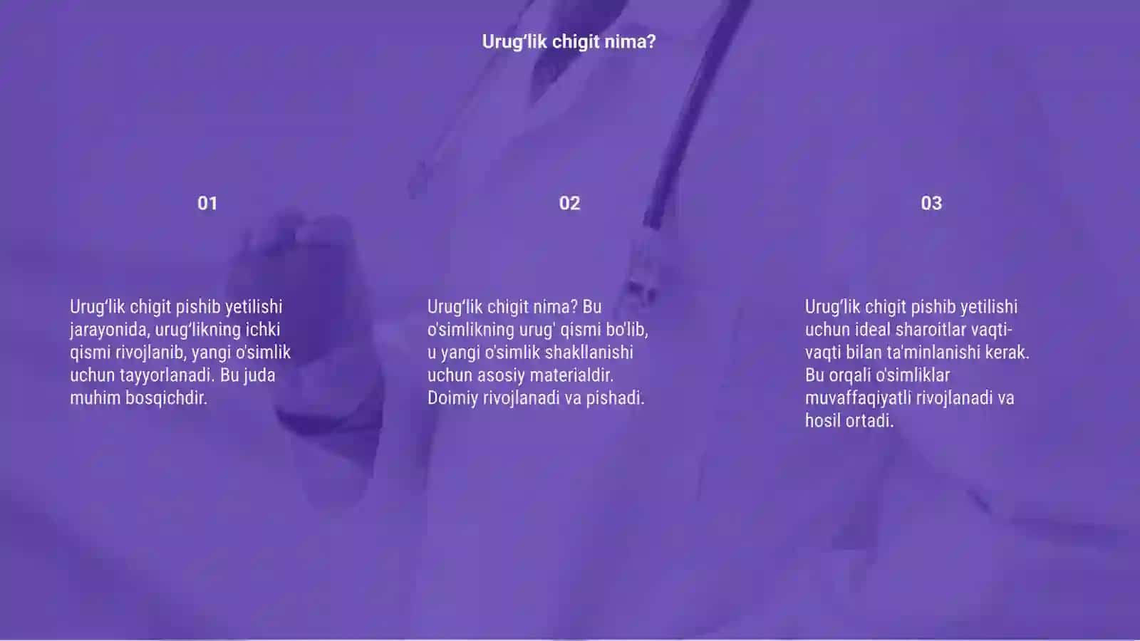 Urugʻlik chigit pishib yetilishi 3