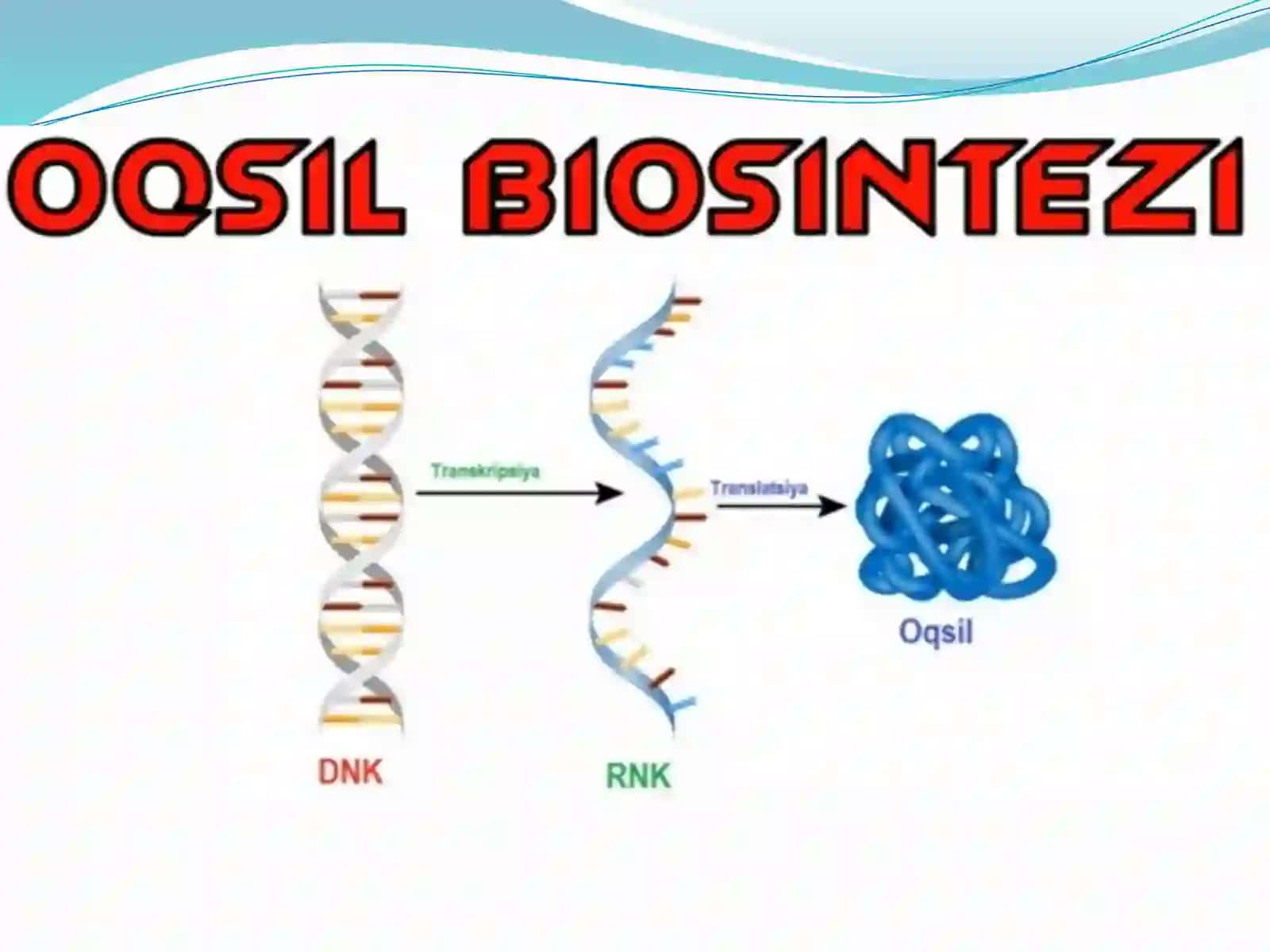 Oqsillar biosintezi 3