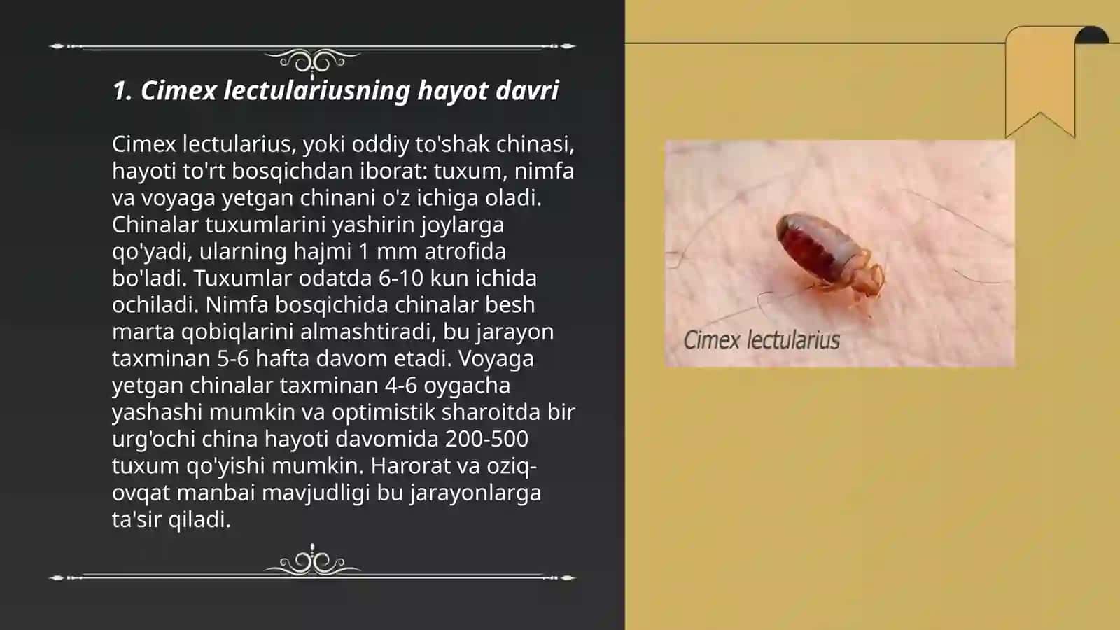 Cimex lectularius– yotoq qandala 3