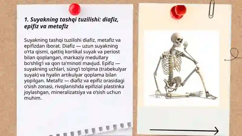 Suyaklarni tuzilishi 3