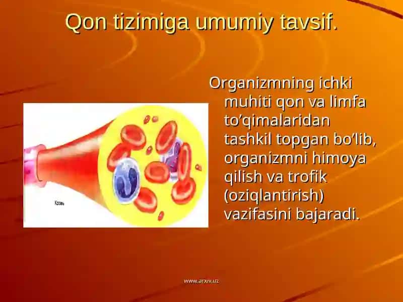 QON FIZIOLOGIYASI 3