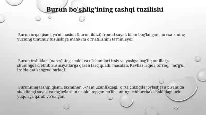 Burun boʻshligʻi tuzilishi va anatomiyasi 3