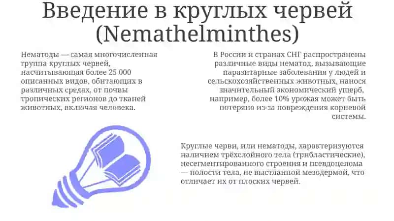 Ascaris lumbricoides 3