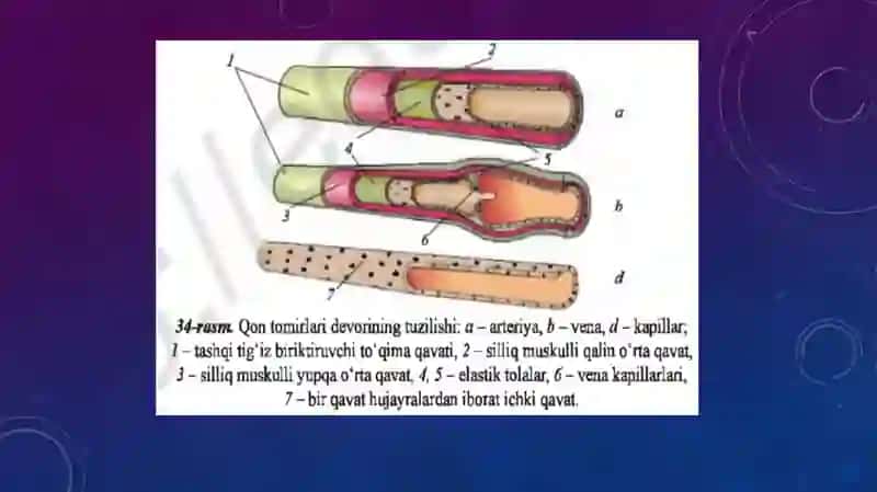 qon tomirlari, qon aylanish sistemasi 3