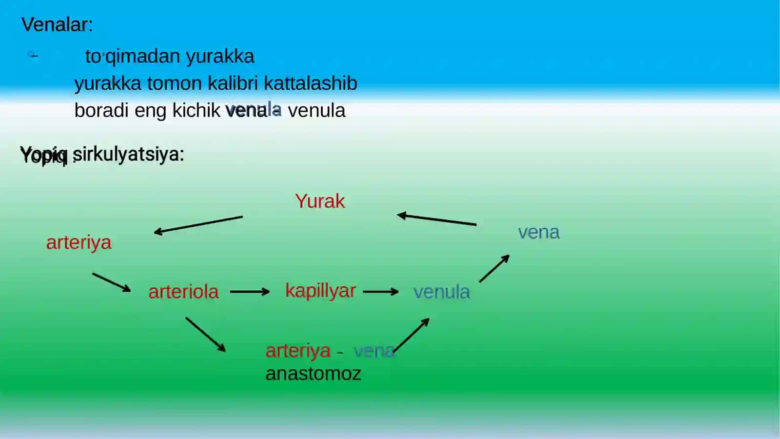 Yurakqon-tomirsistemasigistalogiyasi 3