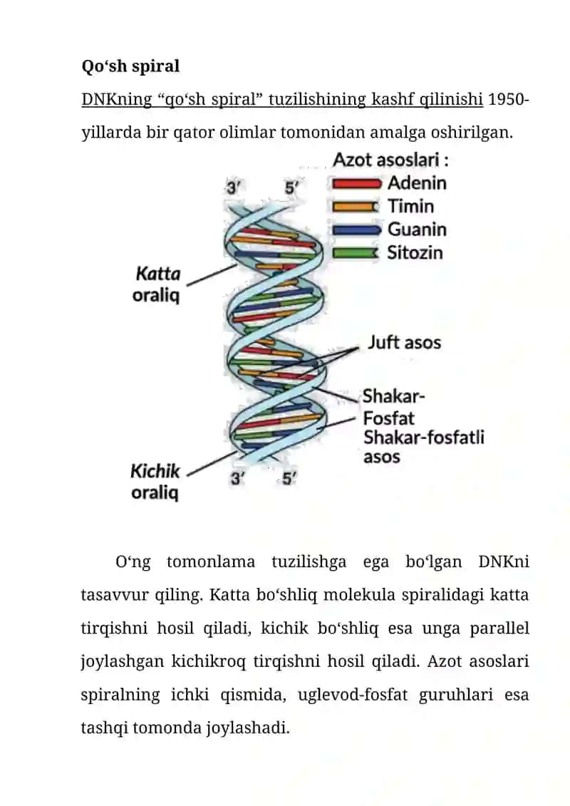 "Dnk va Rnk tuzilishi" 3