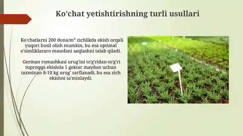 Aptechnaya romashka (Matricaria chamomilla) 3