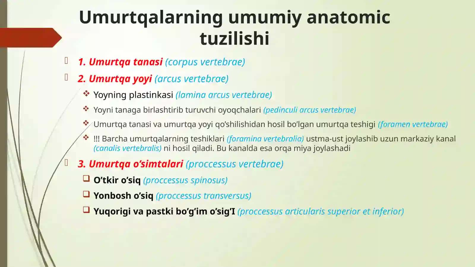 Umurtqalar ANATOMIYASI 3