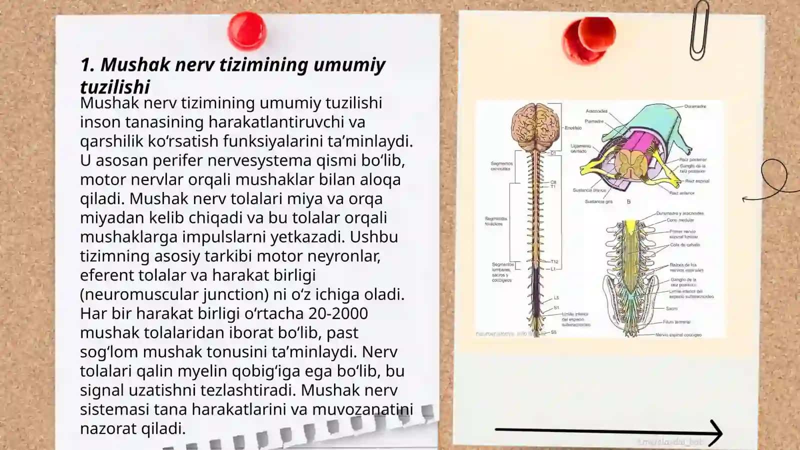 Mushak nerv tizimi haqida malumot 3