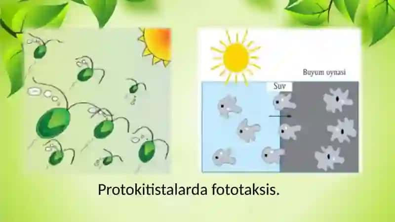 biologiya fanidan dars ishlanma "Slayd" 3