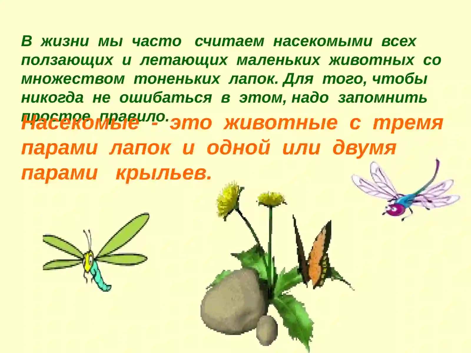 насекомые 3