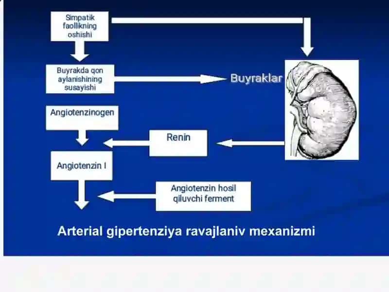 Essencial gipertoniya patogenezi 3