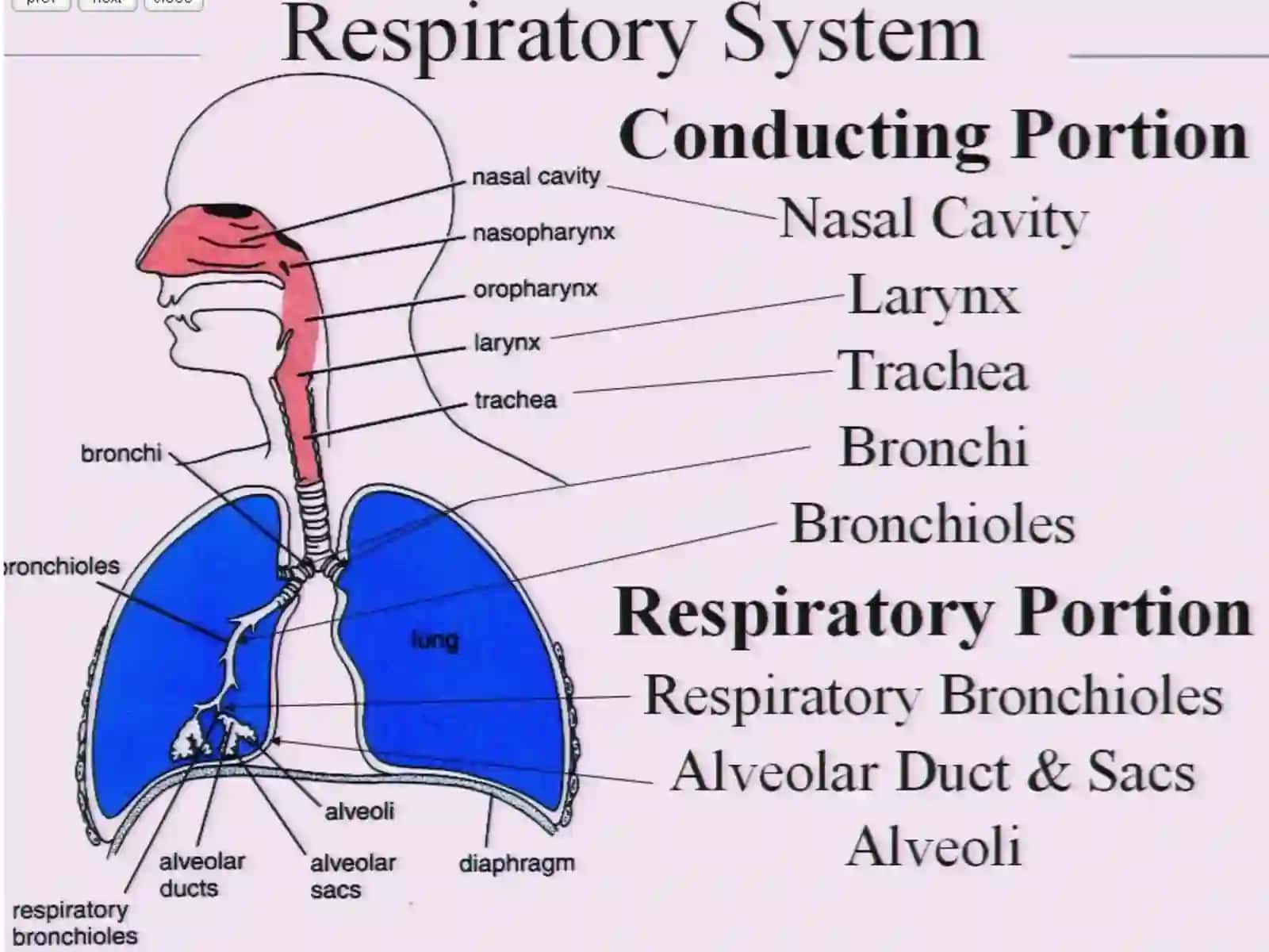 THE RESPIRATORY SYSTEM 3