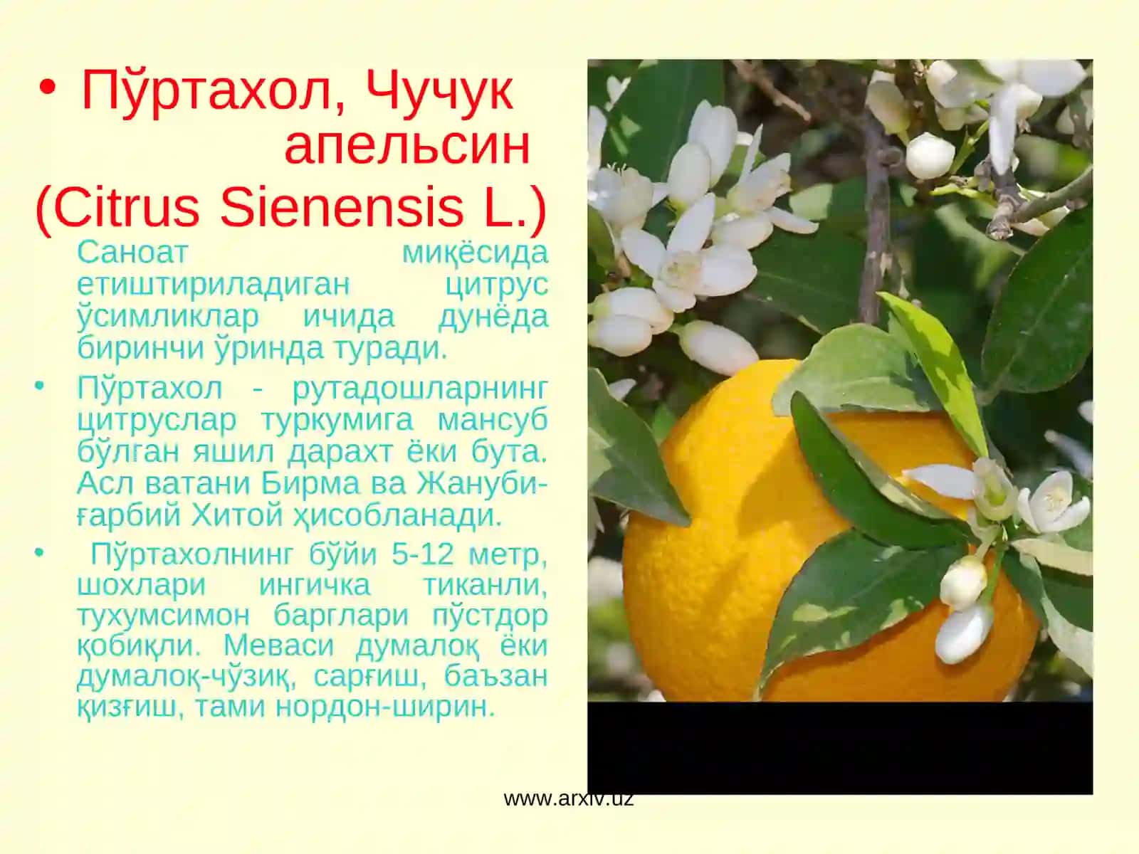 LIMONNING BIOLOGIK XUSUSIYATLARI 3